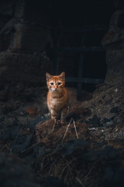 棕色岩石上的橙色斑猫